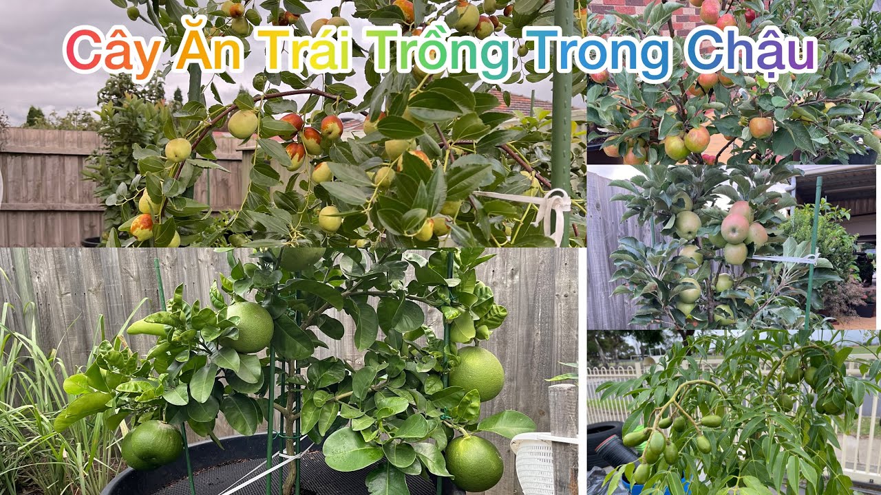 CUỘC SỐNG ÚC l KỸ THUẬT TRỒNG CÂY ĂN TRÁI TRONG CHẬU TẠI ÚC CHÂU l LÀM VƯỜN Ở ÚC
