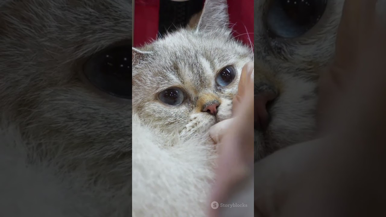 5 Cat Myths You Still Believe ❌🐱 (Debunked!)