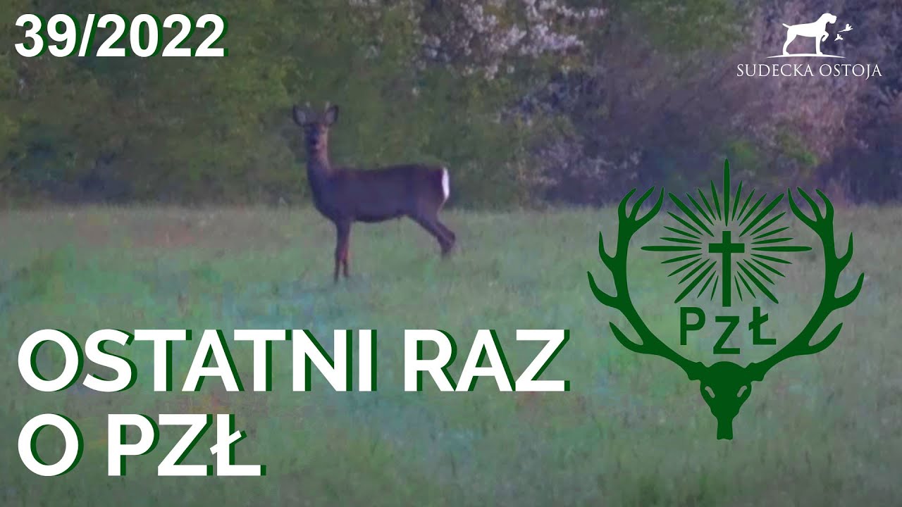 SUDECKA OSTOJA 39/2022 PZŁ. Podch&oacute;d i zasiadka Polowanie na dziki wild boar hunting Wildschweinjagd.