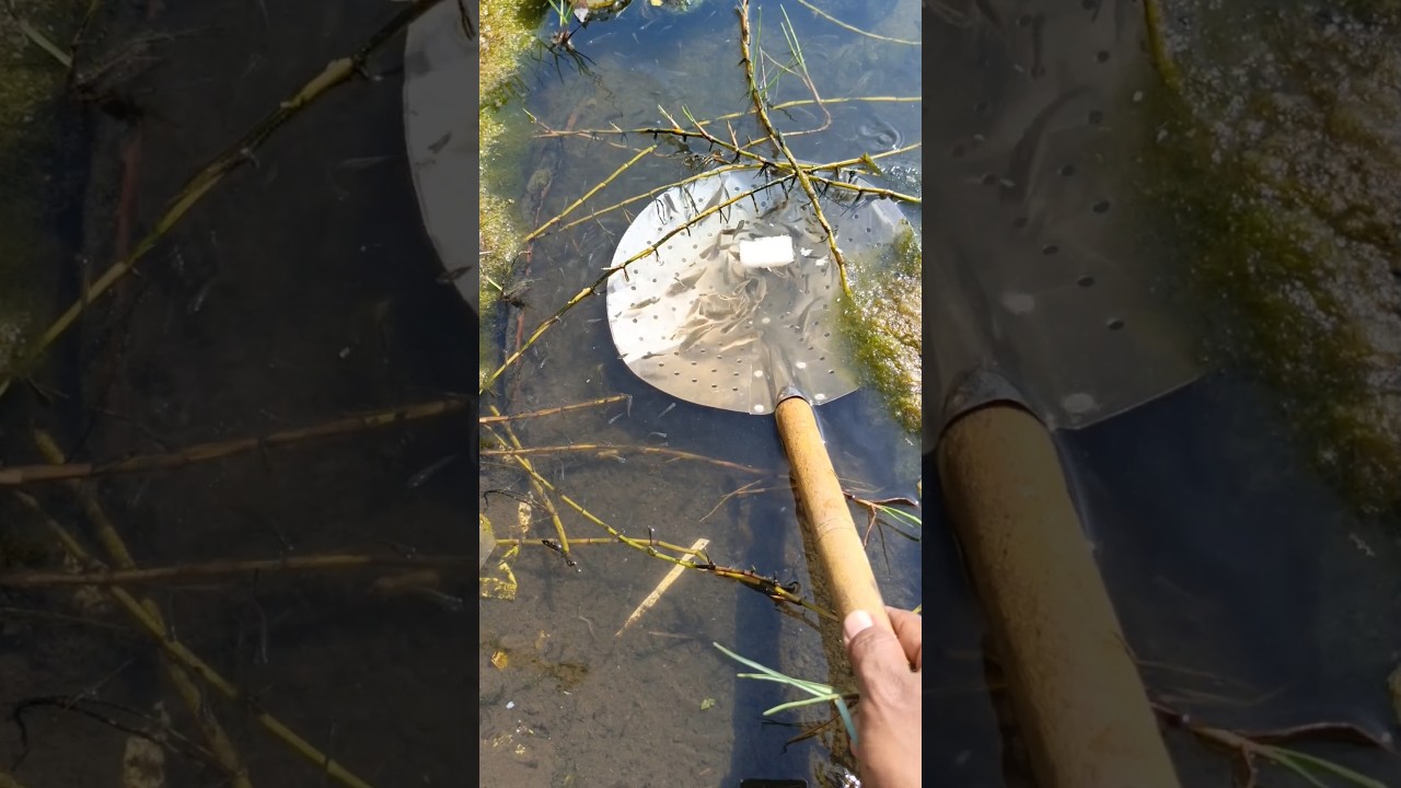 Menangkap ikan di Kedokan sawah