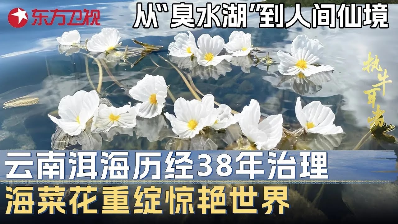 从“臭水湖”到人间仙境, 云南洱海历经38年治理重获新生, 稀有海菜花重绽惊艳世界 #未来说执牛耳者 第九季 第19集 FULL