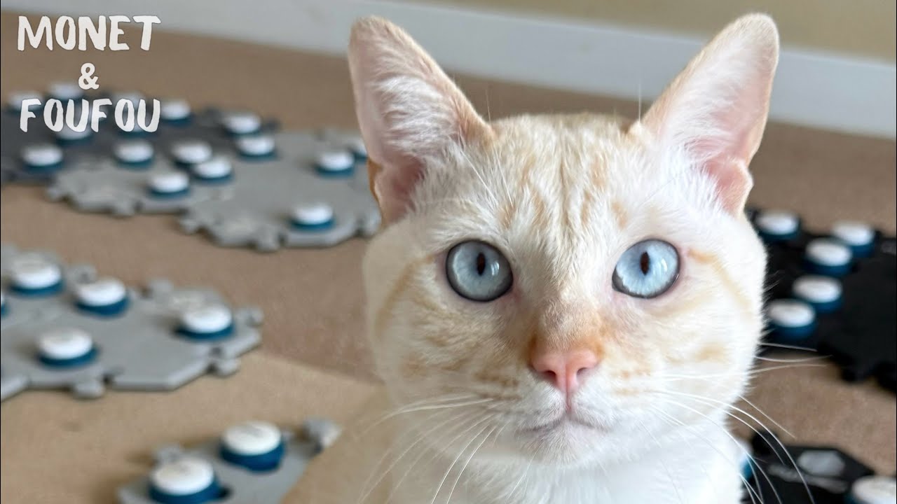 猫にプレゼントしたら…まさかの「奇跡の言葉」をくれました（涙）