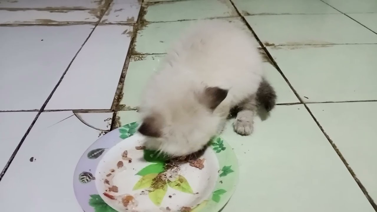 Anak Kucing Ini Benar Benar Kelaparan 