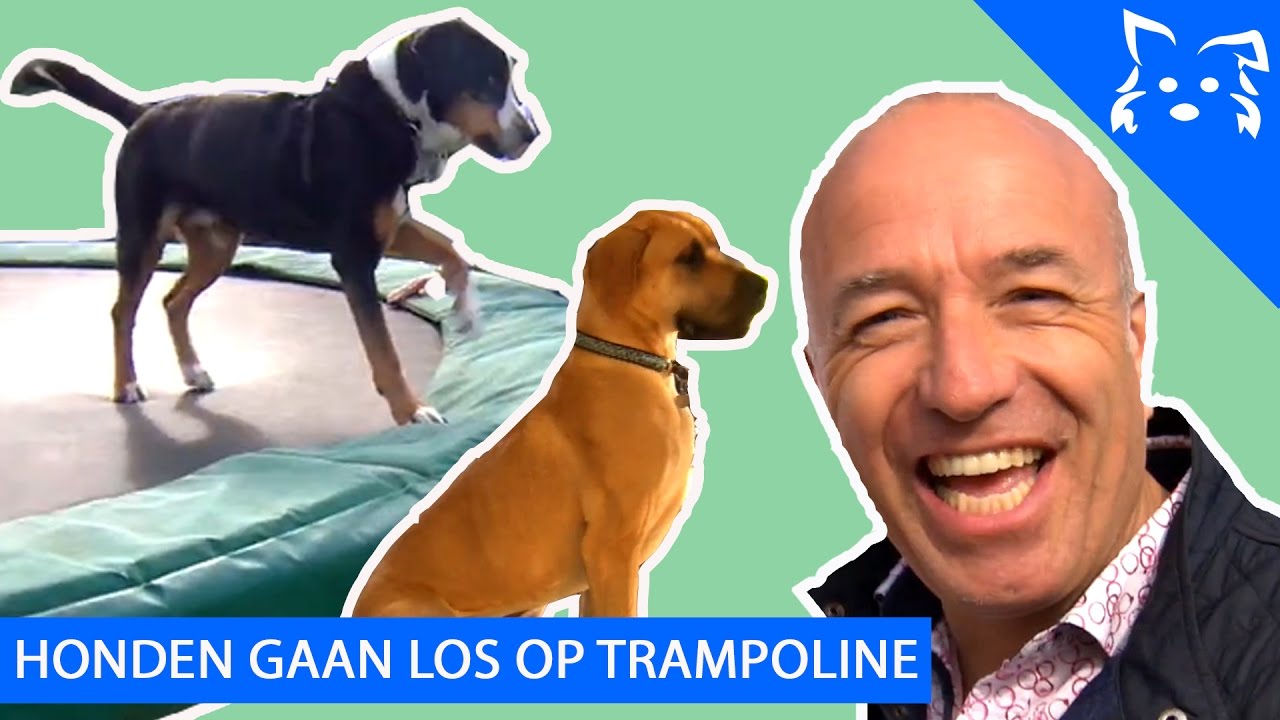 Honden TOM CORONEL GESTOLEN door Martin?? & Honden LOS OP TRAMPOLINE - Fikkie Famous