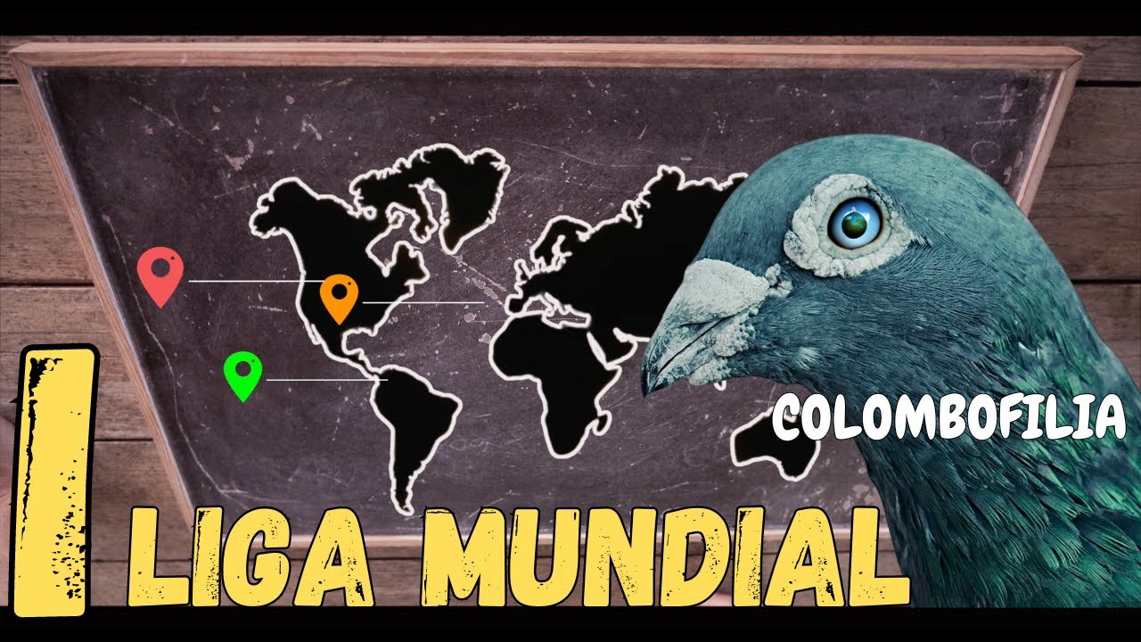 Palomas mensajeras & COLOMBOFILIA.🔴  I LIGA MUNDIAL‼️