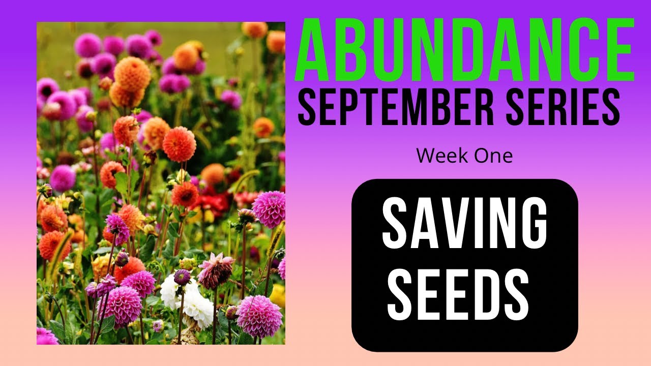 Create Abundance in the Garden: seed collection