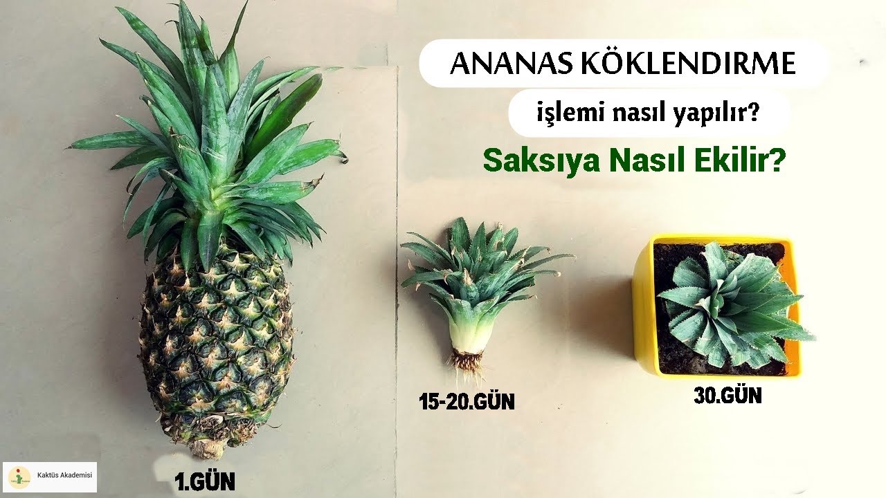 ANANAS KÖKLENDİRME İŞLEMİ | Saksıda Ananas Yetiştirme Tüyoları!