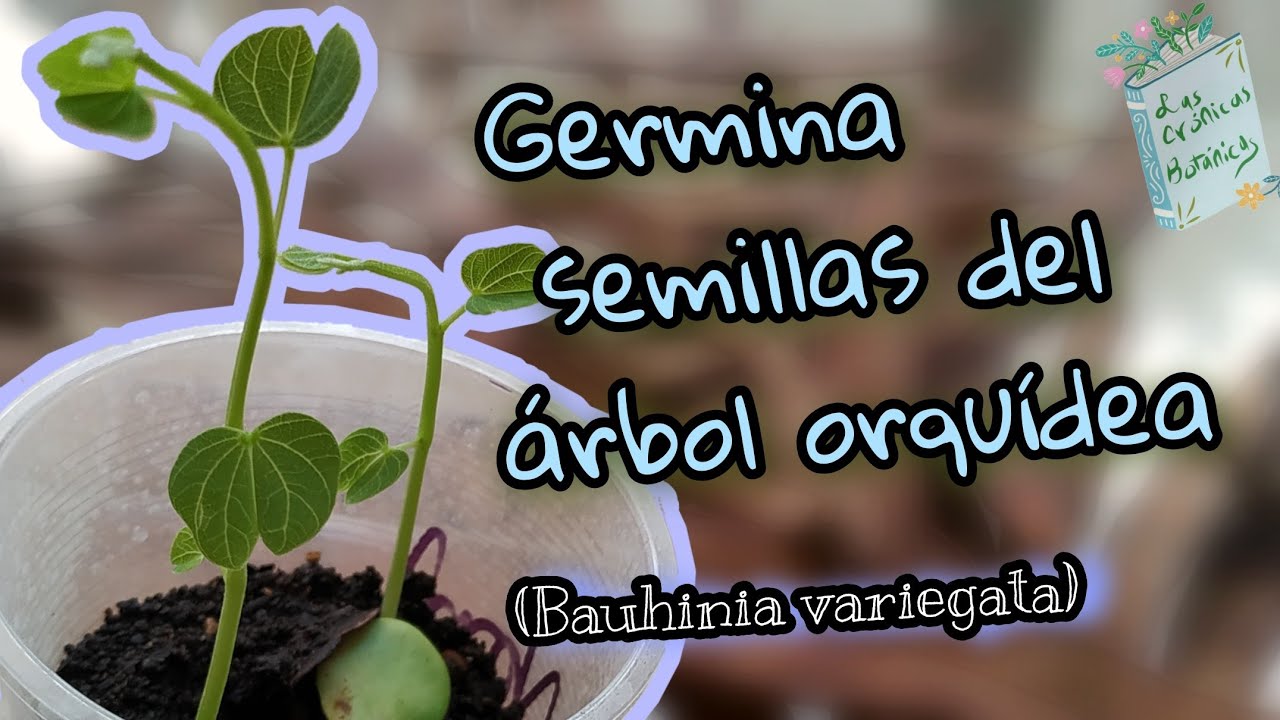 ¿Cómo sembrar Árbol orquídea con sus semillas? (bauhinia variegata)