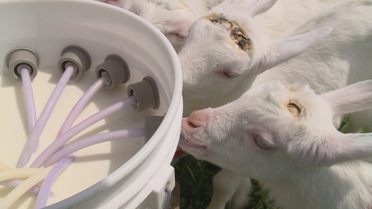 Maryland Farm & Harvest: Goat Milk to Soap