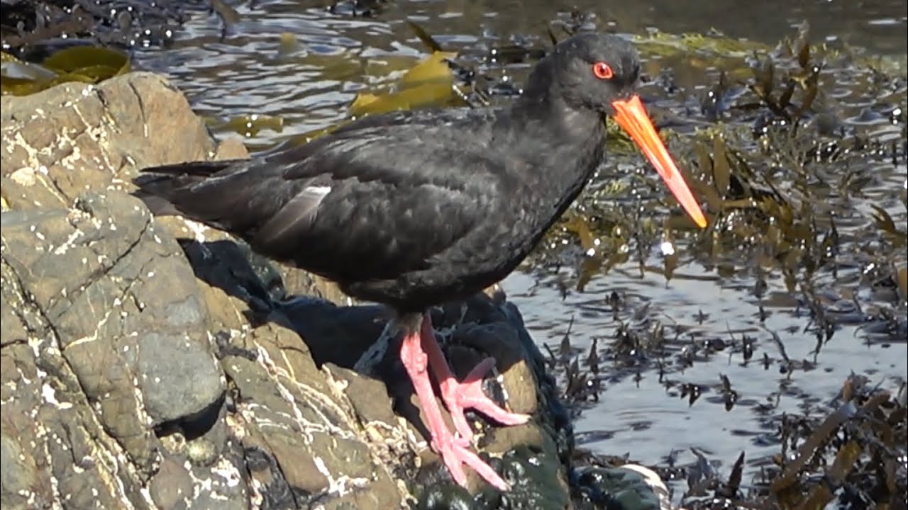 Variable Oystercatcher, Breaker Bay, Wellington, New Zealand