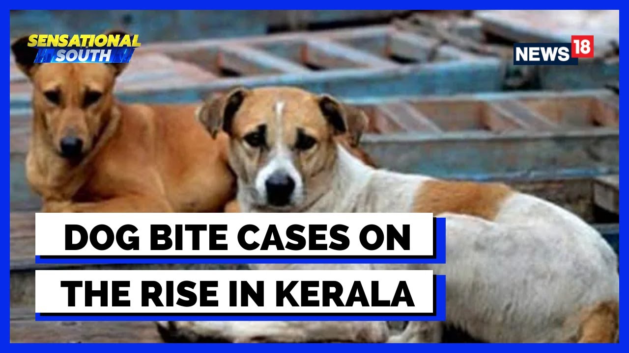 Kerala Street Dog Attack | Can The Stray Dog Menace Be Solved By Killing Dogs? | English News