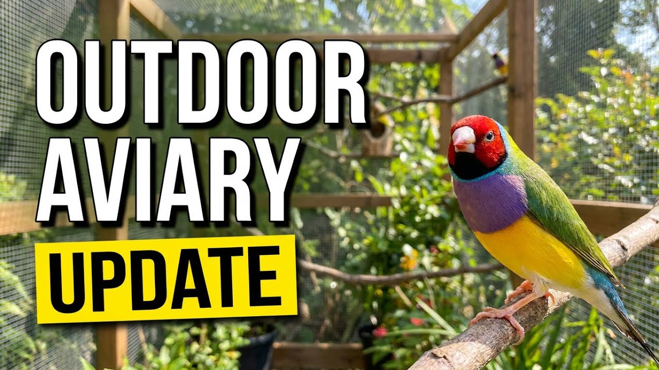 Outdoor Bird Aviary UPDATE | Finches & Softbills in the First Frost