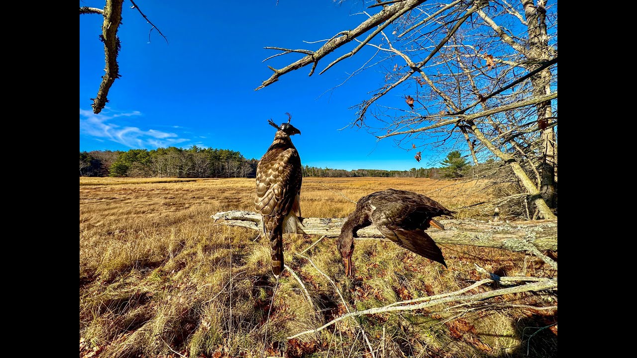 Asja - Finnish Goshawk - Duck Hawking | November 15, 2025