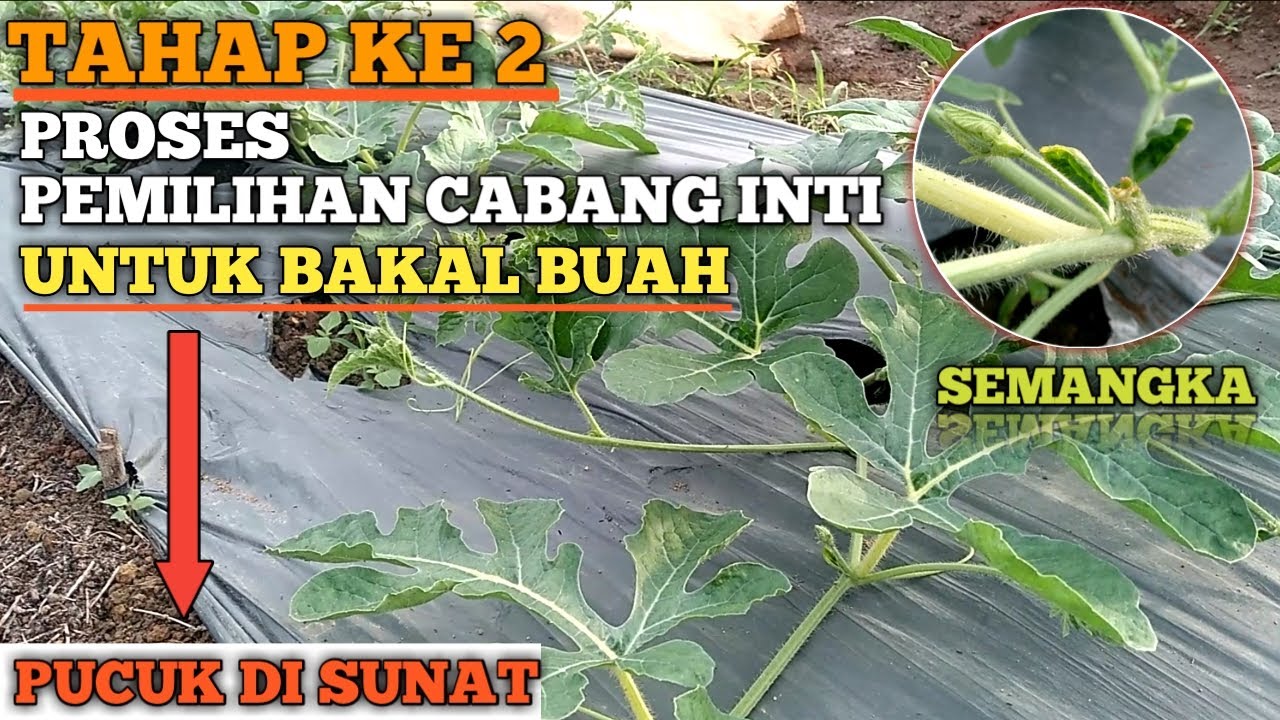 Begini CARA MEMILIH CABANG SEMANGKA_YANG DI SUNAT