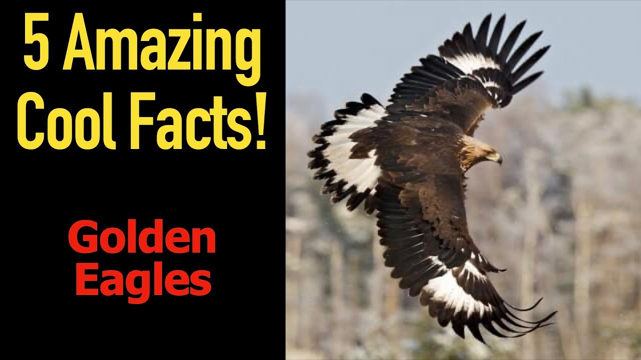 5 Fascinating Facts About Golden Eagles