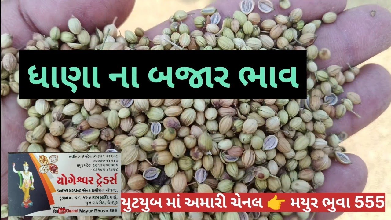 ધાણા ના બજાર ભાવ/February 23, 2026/live Thana na bajar bhav/23.02.2026 /APMC marketing yad 