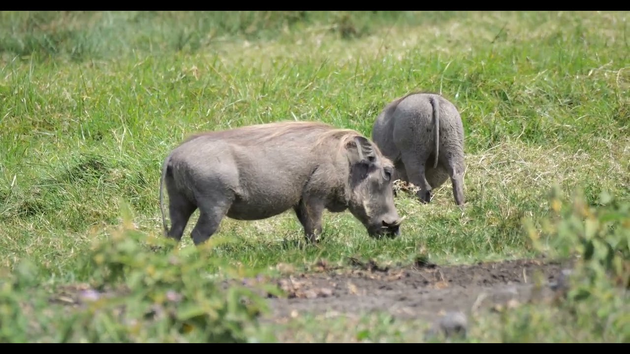 坦桑尼亞 疣豬 Common Warthog