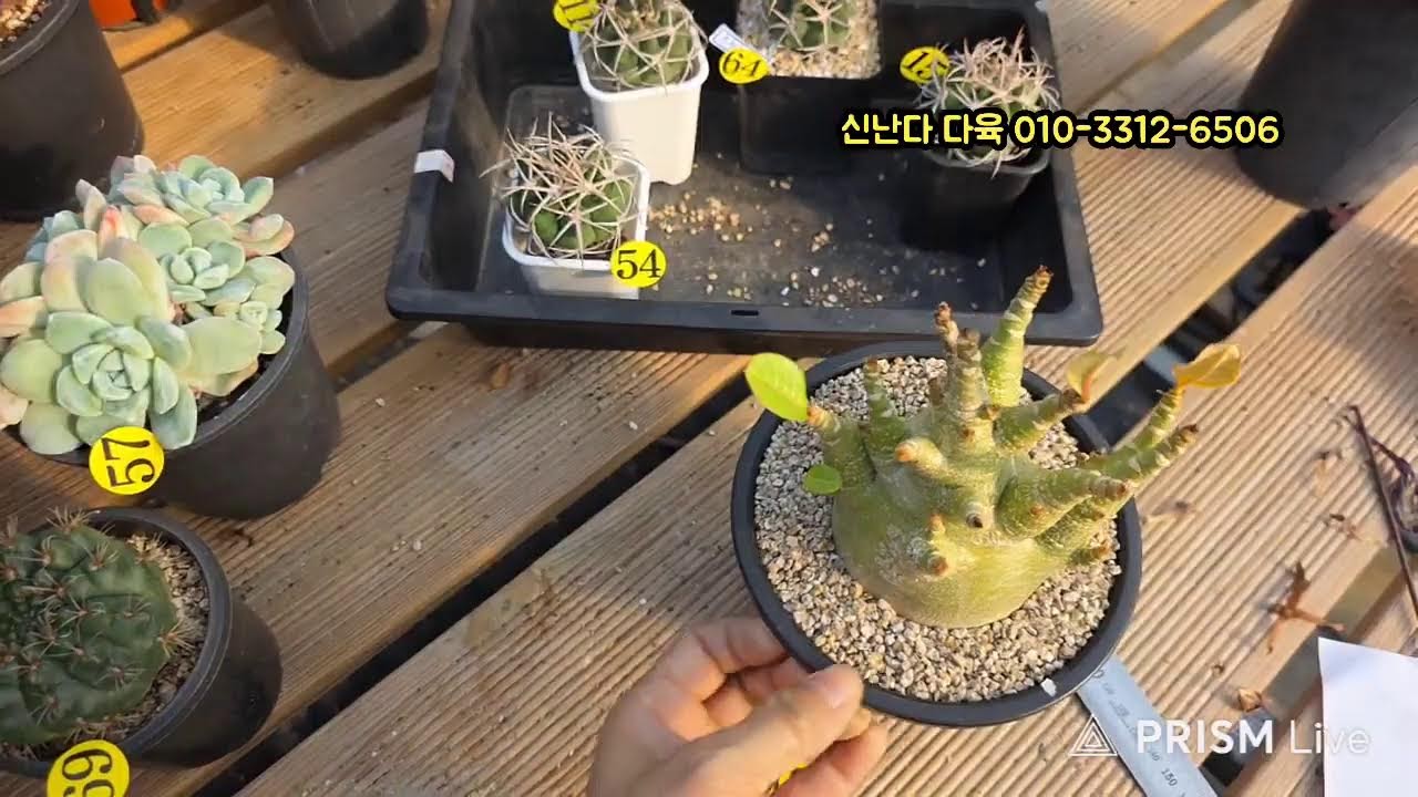 신난다다육 라이브 방송