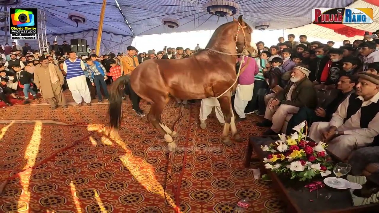 Horse Dance ll Chenab College Jhang ll Concert 2022