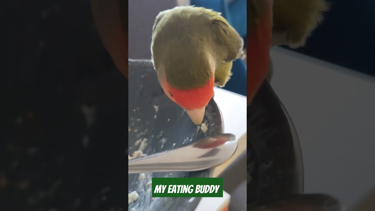 Bulking Up #parrot #parrots #foryou #short #animals #pets #petslover #peachfaced #fyp