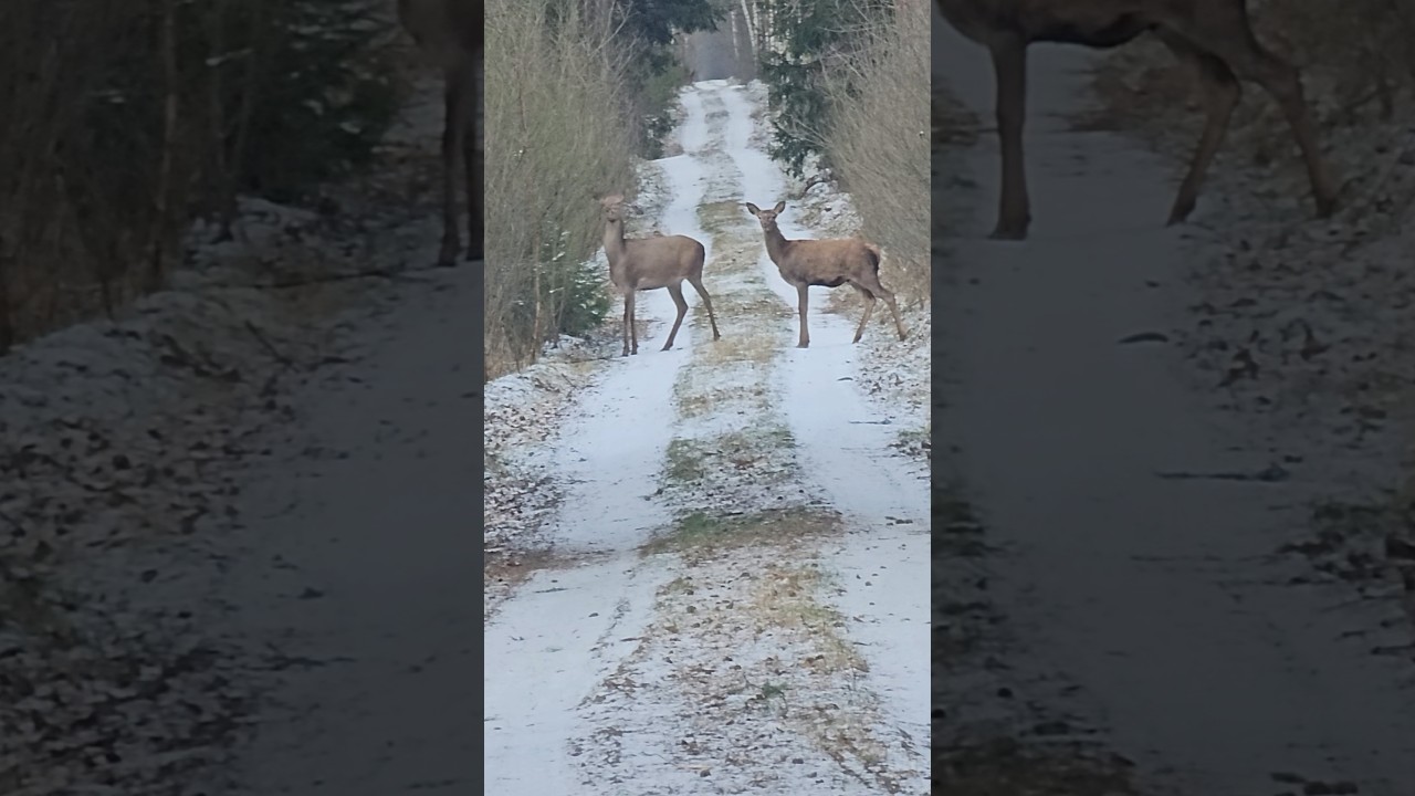 Leśni koleszkowie 🙂🦌🦌🦌