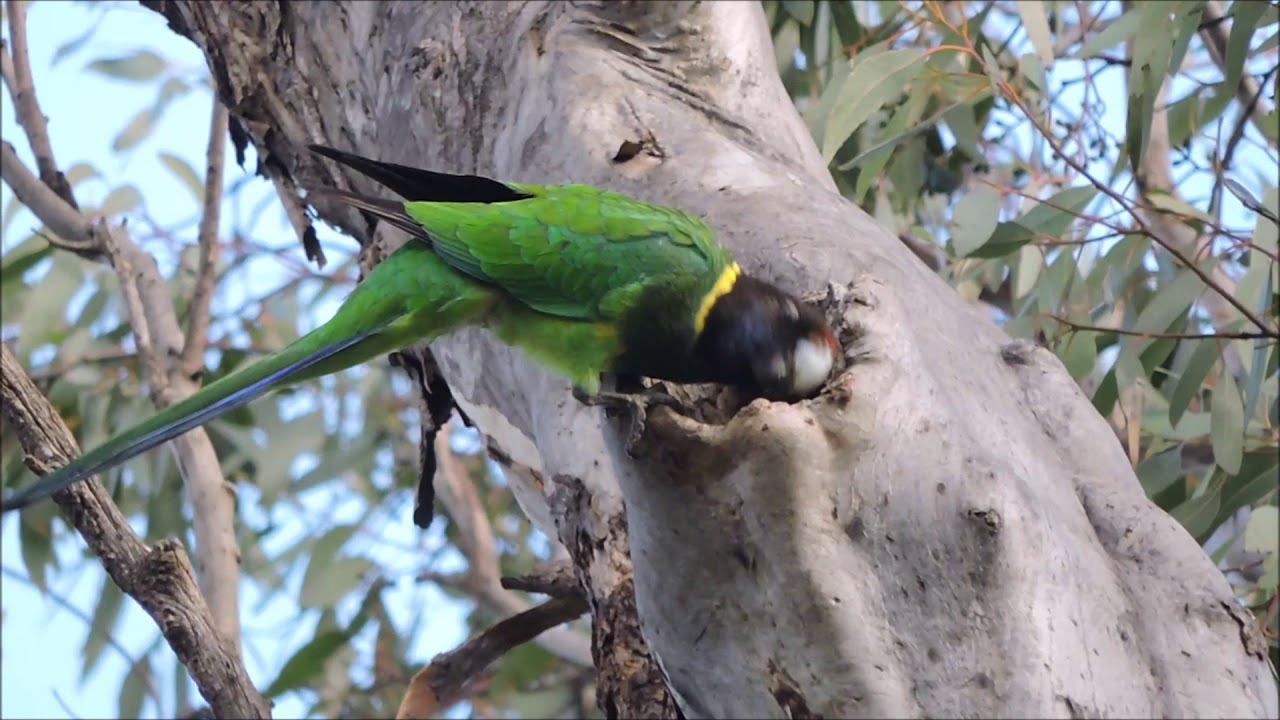 Australian Ringneck (Twenty-Eight Parrot)