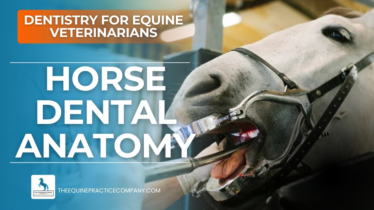 Horse Dental Anatomy: Using Cups and Infundibulum to Estimate Age