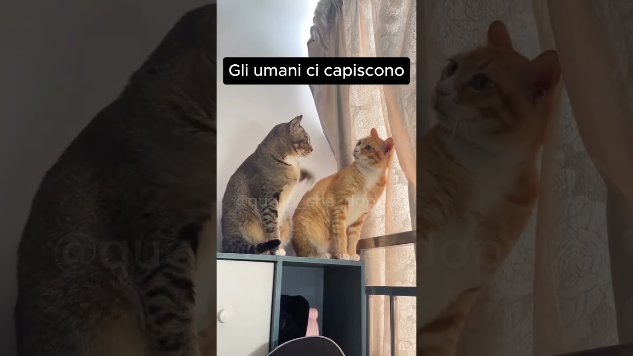 Loro lo sanno! #cats #doppiaggio