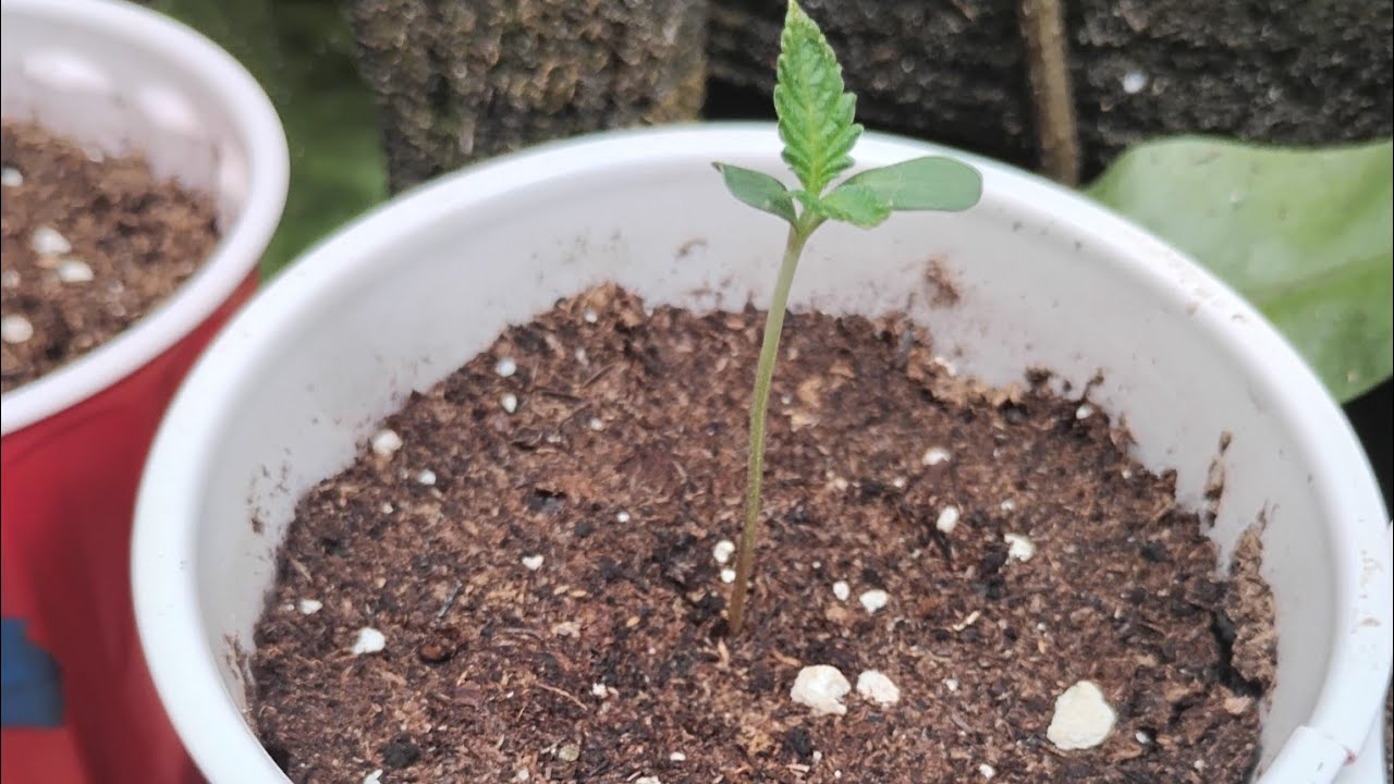 BATTLE OF THE PLANTS GROW OFF 1ST WK OF SEEDLING STAGE