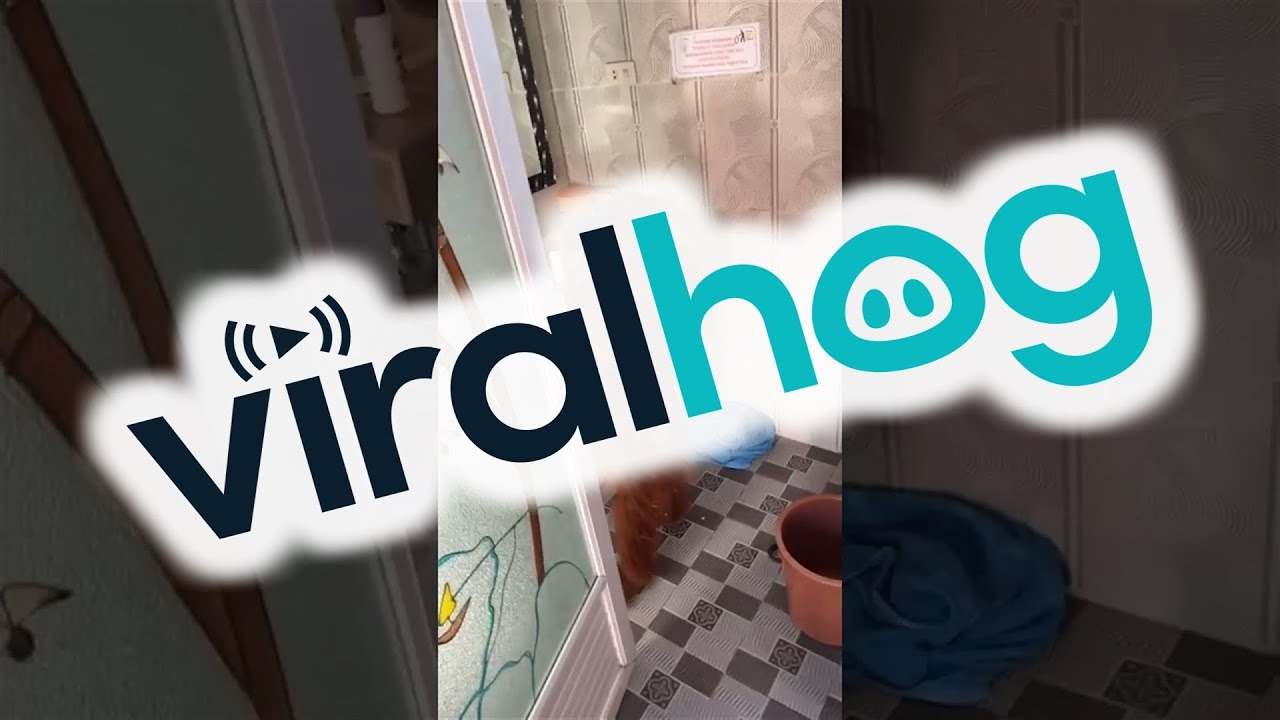 Orangutan in the House || ViralHog