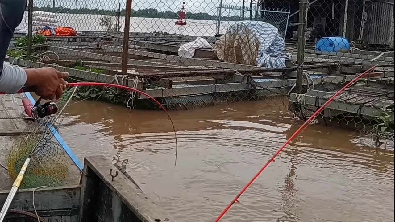 Khủng khiếp lũ về nghe tin bể ao cá trăm tấn - Liền chạy ra câu trúng ổ rồi | Câu cá trên bè