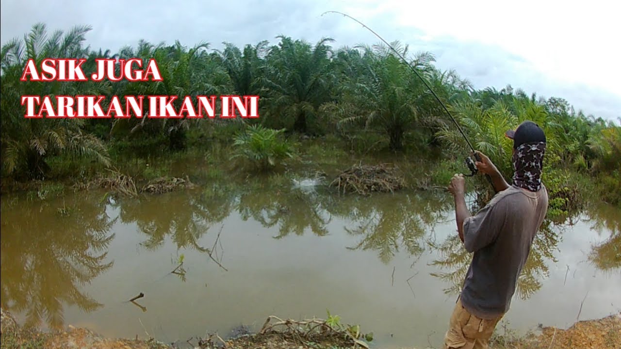 TERNYATA ASIK MANCING IKAN GABUS SAAT AIR MELUAP || kir Yanto 77