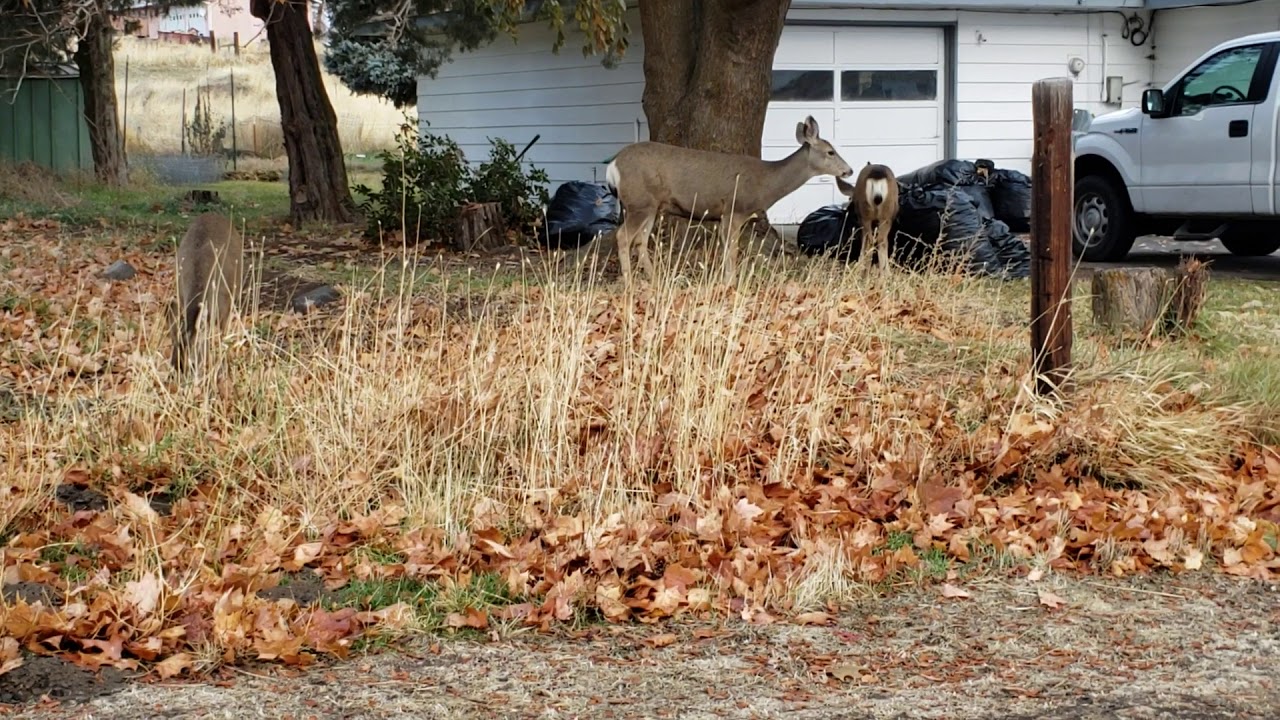 Grass Valley Oregon