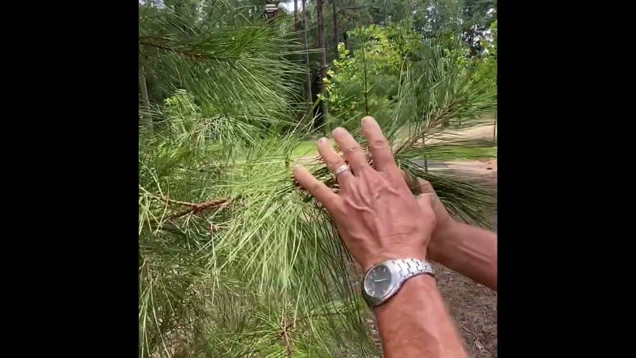 Taxonomy With George: Loblolly, Slash, or Longleaf? 