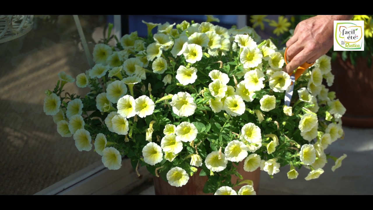 Création d'une terrasse fleurie - Graines Voltz - Facil'Eté® Elu par Rustica
