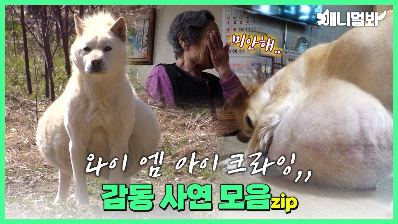 눈물 매니절↗↗가 추천하는 멍냥이 레전드 감동 사연 모음집😭💦ㅣTouching Dogs and Cats Story Compilation