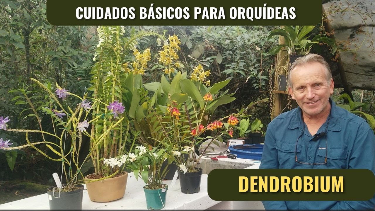 Cuidados básicos para orquídeas Dendrobium