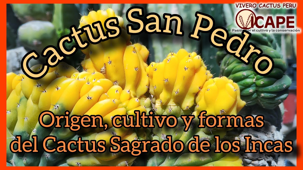 El cactus sagrado de los Incas: San Pedro 🌵