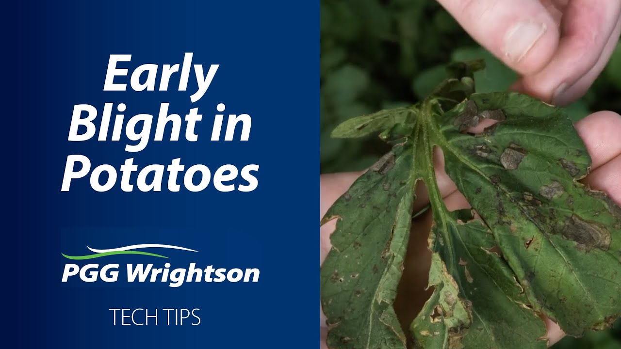 Early Blight in Potatoes | Fruitfed Supplies Tech Tips