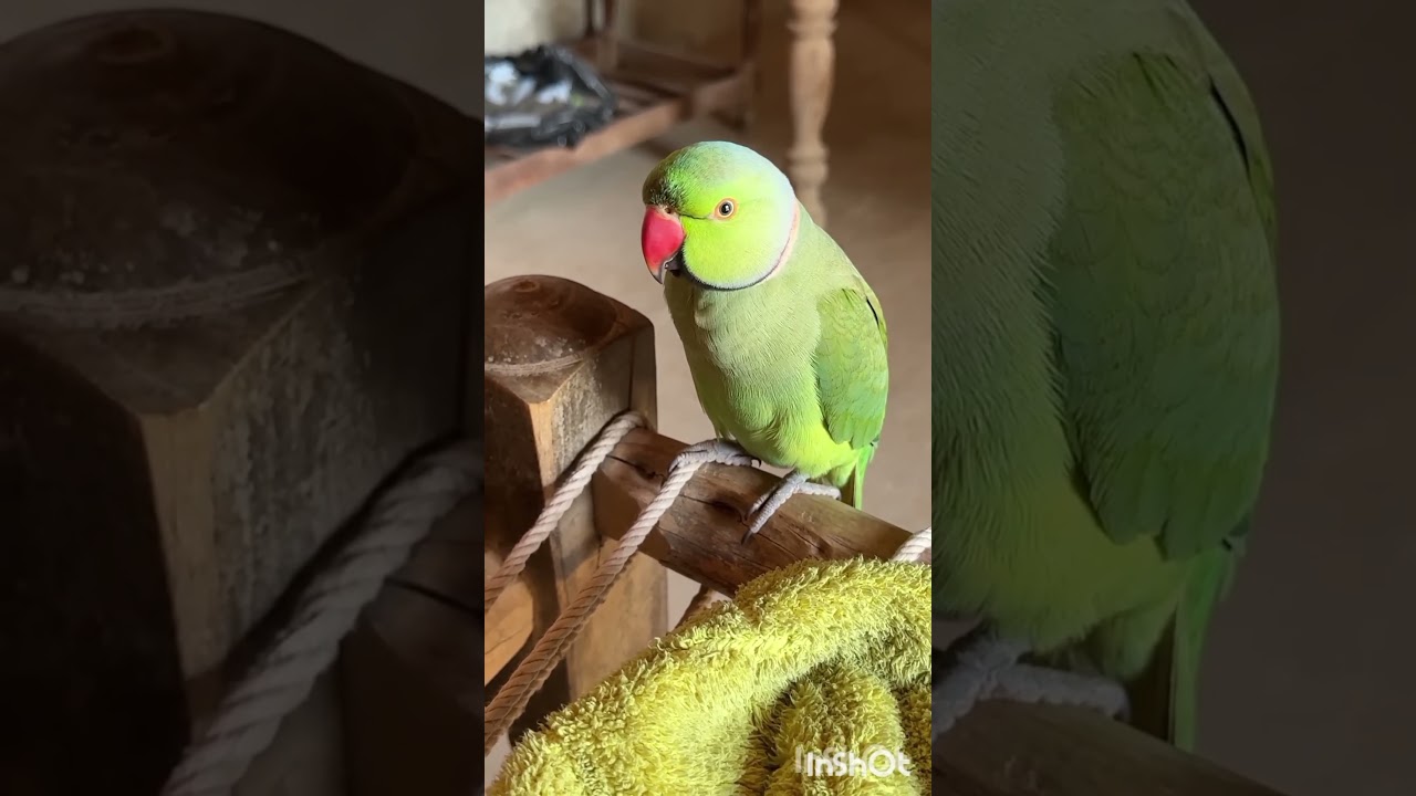 sweetest voice of my cute ringneck green parrot #pet #sweetvoice #talkingparrot #cutevoice #cutepet
