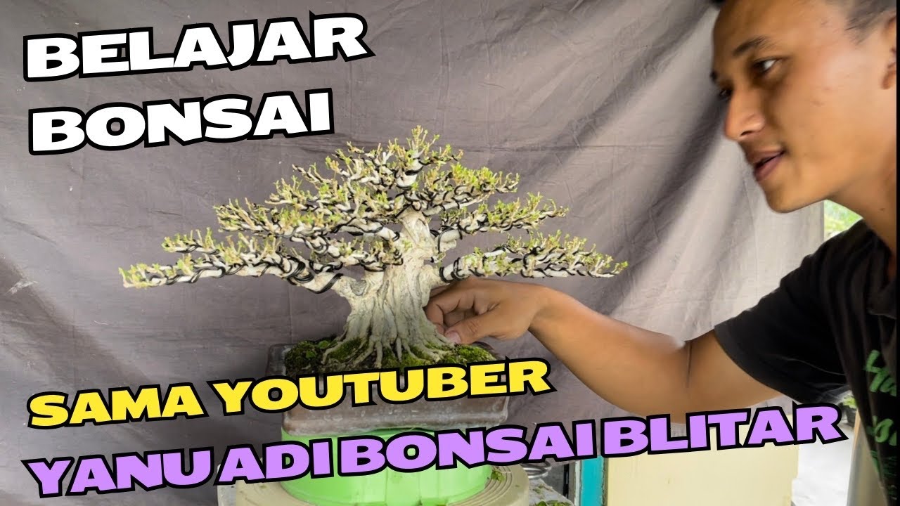 Belajar Bonsai Dengan Youtuber Blitar.. Yanu Adi Bonsai Blitar