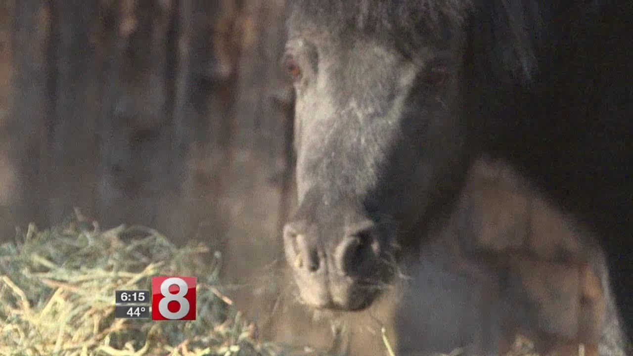 Bear attacks 2 horses in Southbury, kills 1