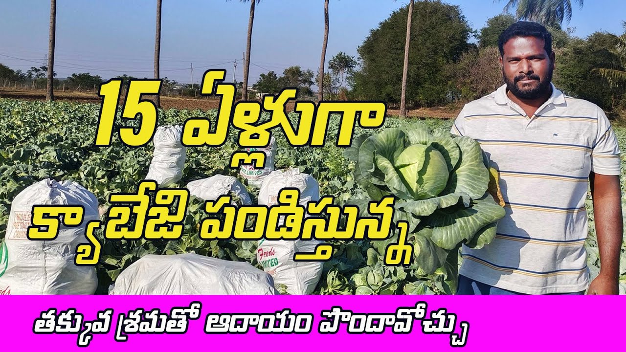 క్యాబేజి సాగు వివరాలు | తక్కువ శ్రమ, అధిక రాబడులు | Cabbage cultivation | Shashi Agritech