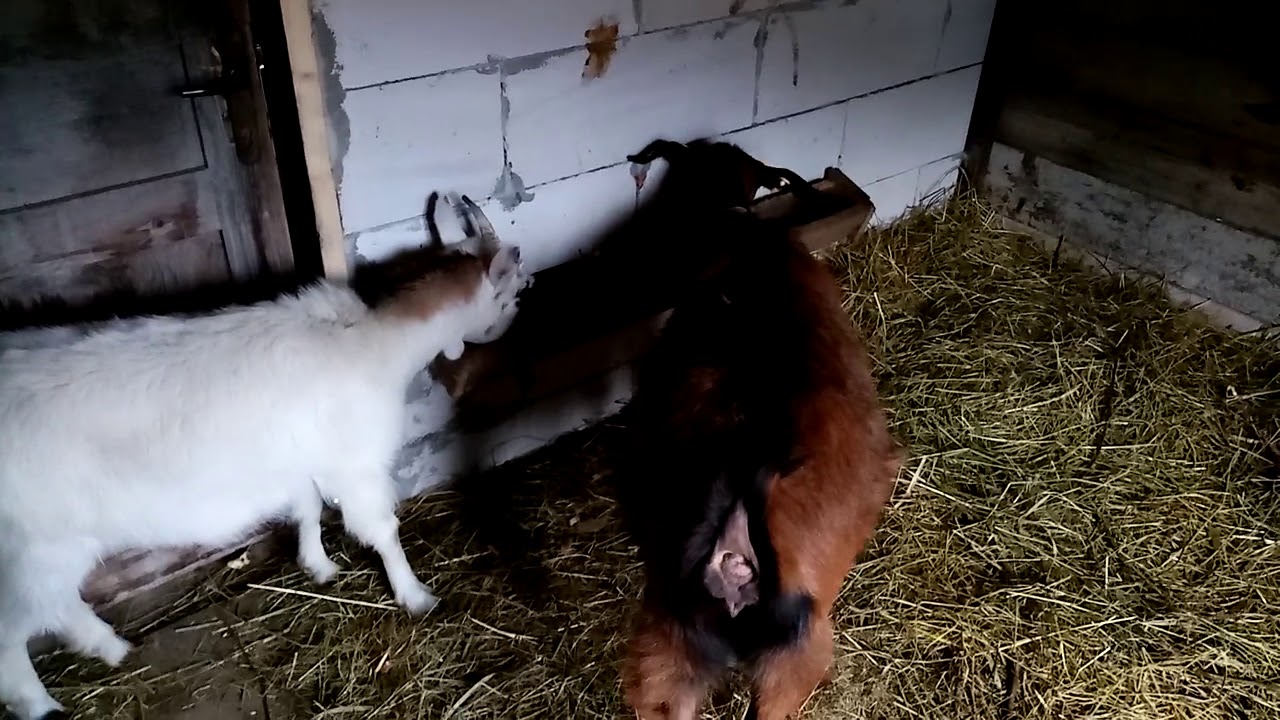 CE LE DAU DE M&Acirc;NCARE CAPRELOR??