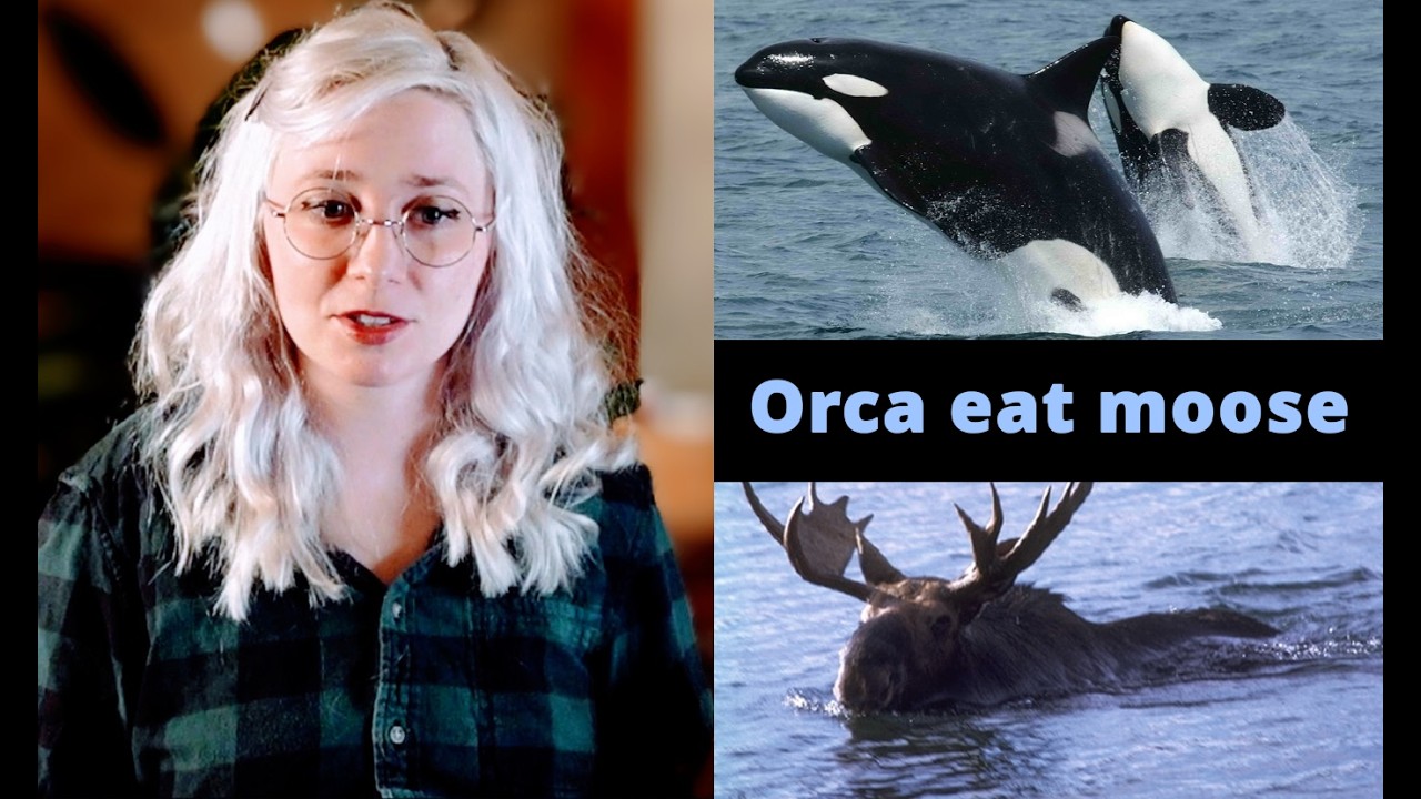 Only my best moose facts