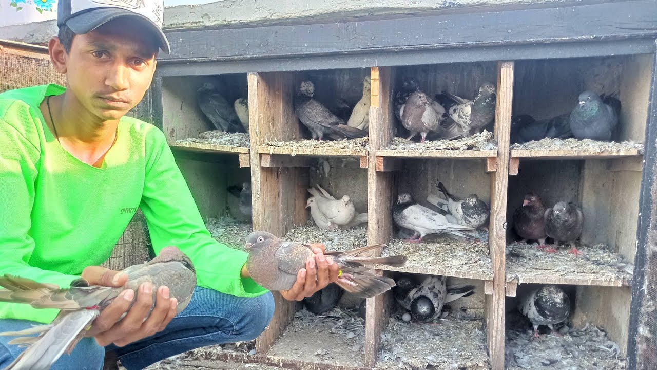 high flying pigeon || rizwan bhai ka new loft || nagpur famous breed
