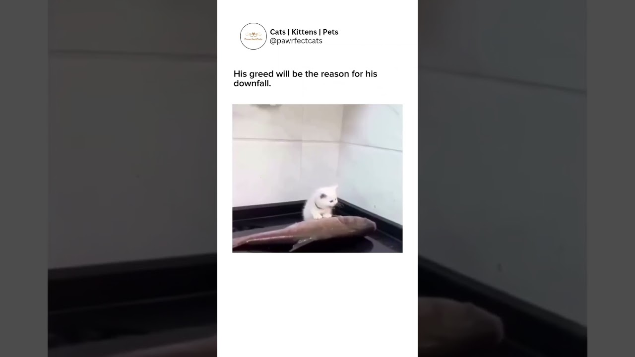 even the meow is tiny.