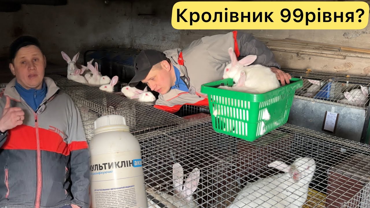 ПІДНІМАЮ РІВЕНЬ В КРОЛІВНИЦТВІ! ПРОВЕЛИ ПОВНУ ДЕЗІНФЕКЦІЮ В КРОЛЯТНИКУ! ЧОМУСЬ КРОЛИКА СТАЛО МЕНШЕ