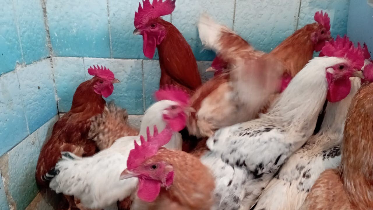 الإسهال الأحمر عند الفراخ أعراضه طريقة علاجه و طرق الوقاية منه
