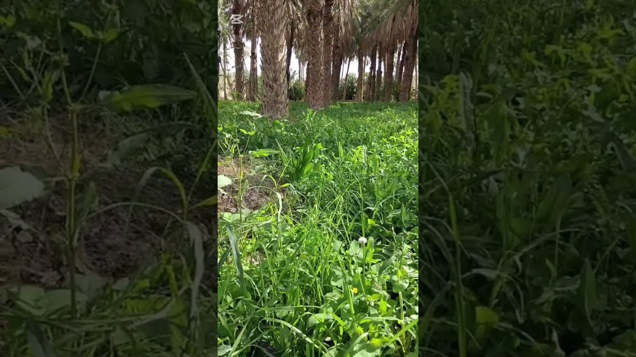 مواقف من حياة أبو محمد